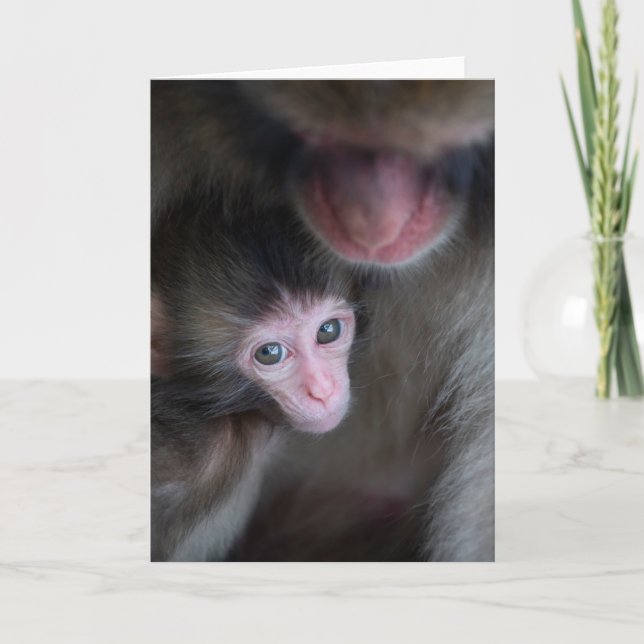 Tarjeta Animales de bebé más afectados | Bebé Macaque Mono (Anverso)