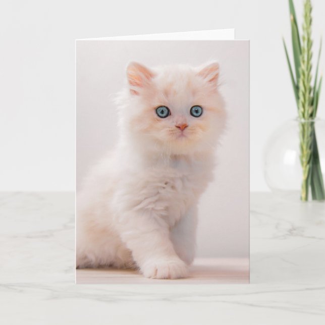 Tarjeta Animales de bebé más afectados | Blue Eye Kitten (Anverso)