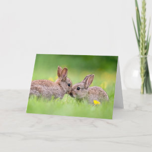 Tarjeta Animales de bebé más afectados   Bunny Kiss