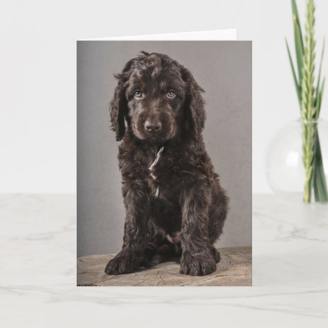 Tarjeta Animales de bebé más afectados | Cachorro de coca (Anverso)