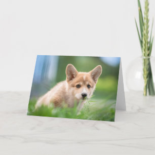 Tarjeta Animales de bebé más afectados Cachorro de Corgi