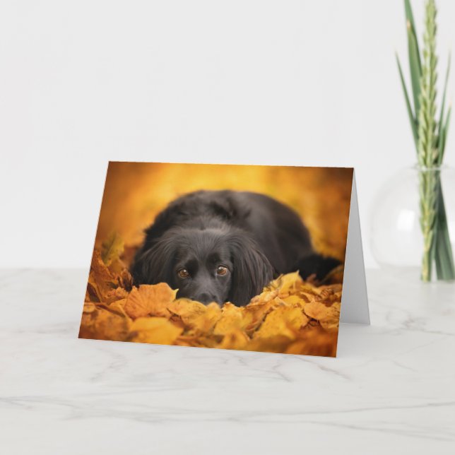 Tarjeta Animales de bebé más afectados | Cachorro español  (Anverso)