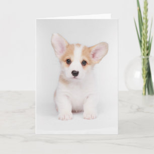 Tarjeta Animales de bebé más afectados Cachorros de Corg