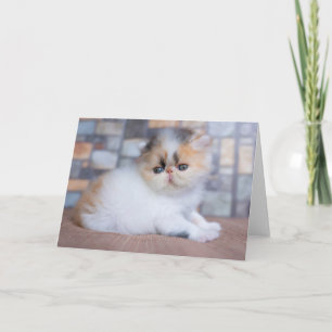 Tarjeta Animales de bebé más afectados Calico Persian Ki