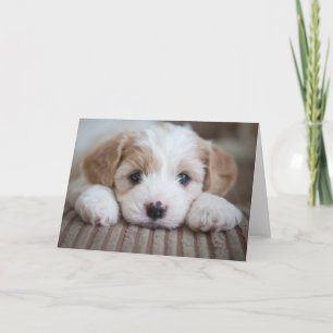 Tarjeta Animales de bebé más afectados   Cavashon Puppy