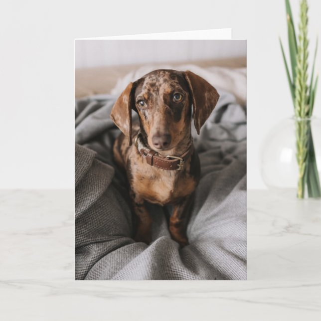 Tarjeta Animales de bebé más afectados | Chocolate Dachshu (Anverso)
