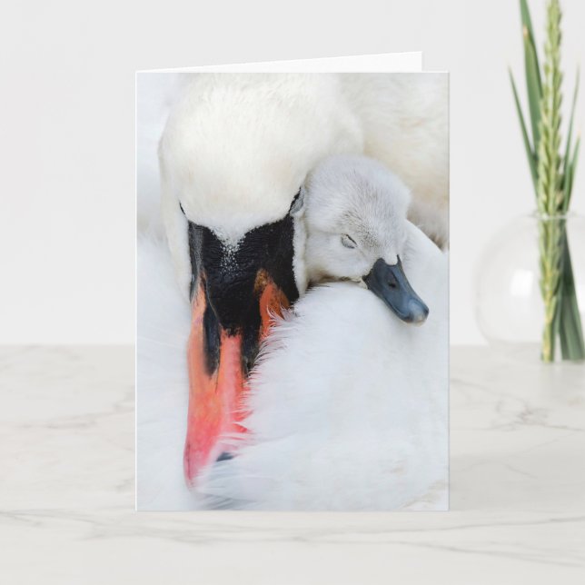 Tarjeta Animales de bebé más afectados | Cisne de mamada m (Anverso)