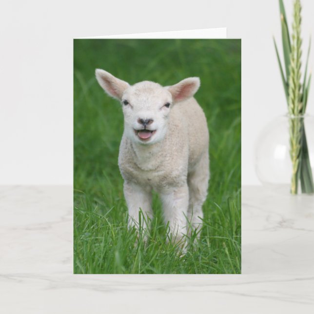 Tarjeta Animales de bebé más afectados | Cordero Lil (Anverso)