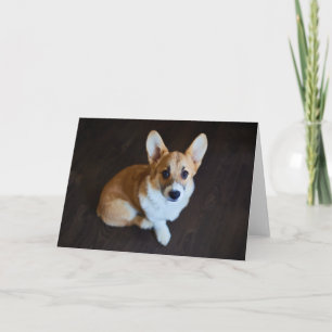 Tarjeta Animales de bebé más afectados Corgi Buscando