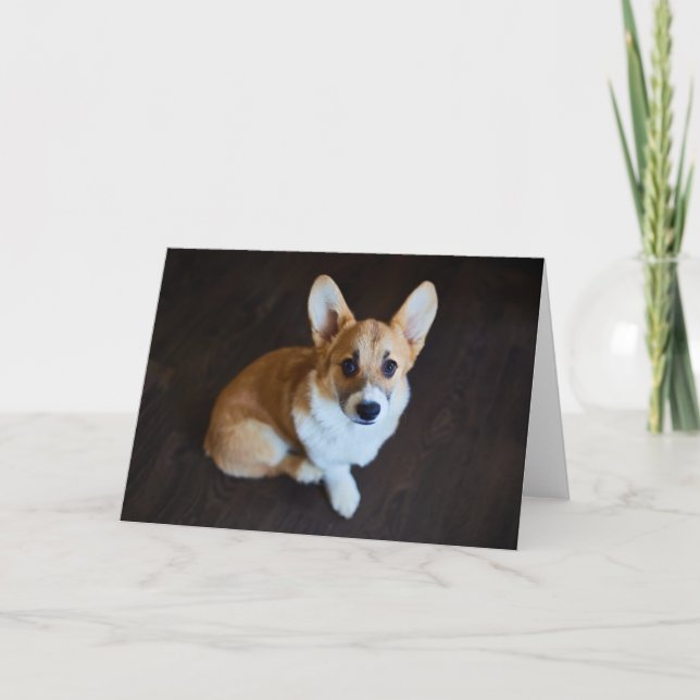 Tarjeta Animales de bebé más afectados | Corgi Buscando (Anverso)