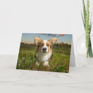 Tarjeta Animales de bebé más afectados Corgi en el Aveni