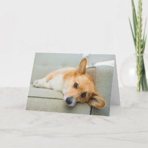 Tarjeta Animales de bebé más afectados   Corgi Puppy en el