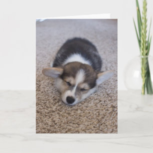 Tarjeta Animales de bebé más afectados   Corgi Puppy en Sh