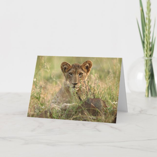 Tarjeta Animales de bebé más afectados | Cubo de león para (Anverso)