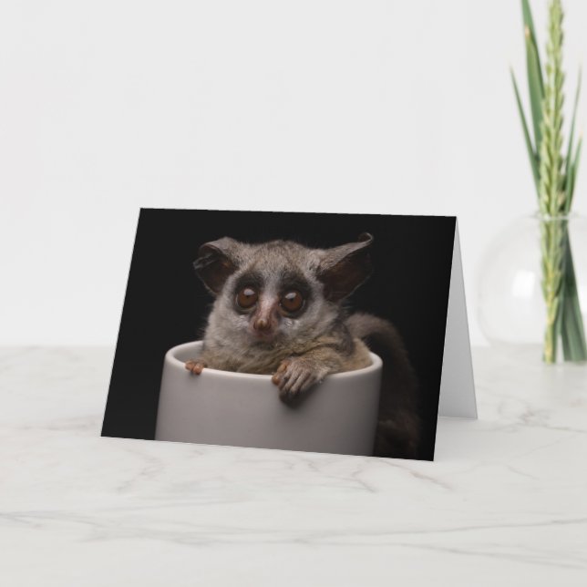 Tarjeta Animales de bebé más afectados | Cute Bushbaby (Anverso)