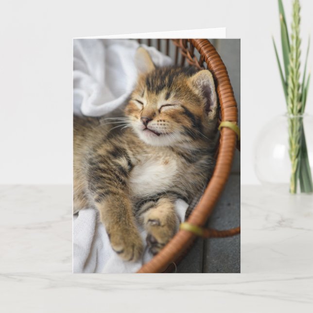 Tarjeta Animales de bebé más afectados | Dormir gatos en l (Anverso)
