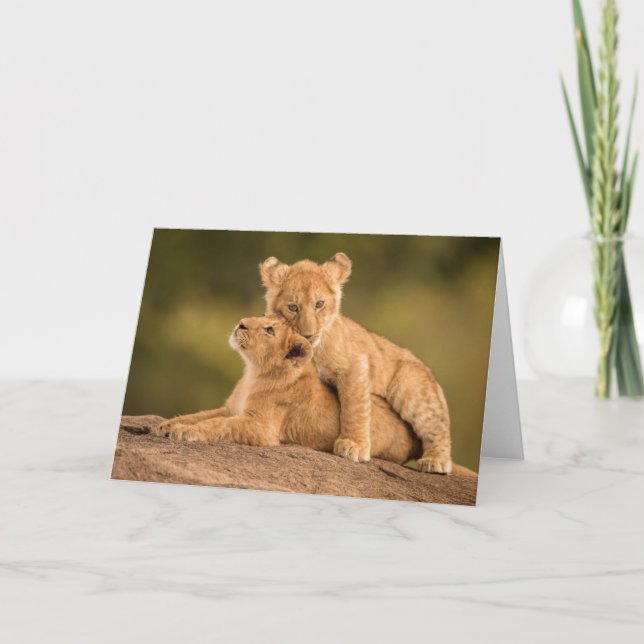 Tarjeta Animales de bebé más afectados | Dos Cubos de león (Anverso)