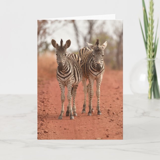 Tarjeta Animales de bebé más afectados | Dos jóvenes cebra (Anverso)