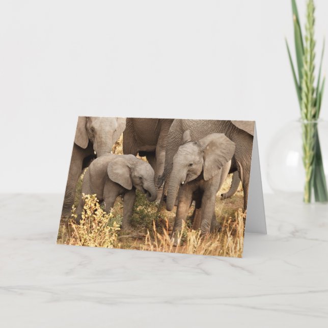 Tarjeta Animales de bebé más afectados | Dos jóvenes elefa (Anverso)