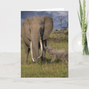 Tarjeta Animales de bebé más afectados   Elefante Amama co