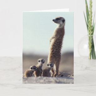 Tarjeta Animales de bebé más afectados   Familia de Meerka