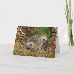 Tarjeta Animales de bebé más afectados   Familia Hedgehog