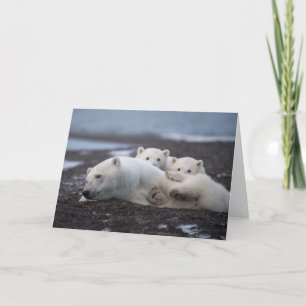Tarjeta Animales de bebé más afectados   Familia Oso Polar