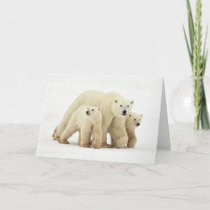 Tarjeta Animales de bebé más afectados   Familia Oso Polar