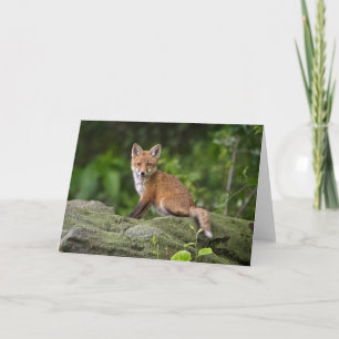 Tarjeta Animales de bebé más afectados   Foxy Smile