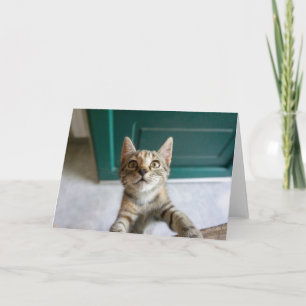 Tarjeta Animales de bebé más afectados   Gatita Cuta Tabby