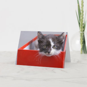 Tarjeta Animales de bebé más afectados   Gatito blanco y n