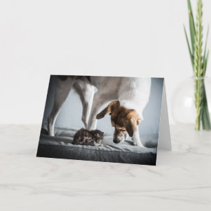 Tarjeta Animales de bebé más afectados   Gatito y perro be