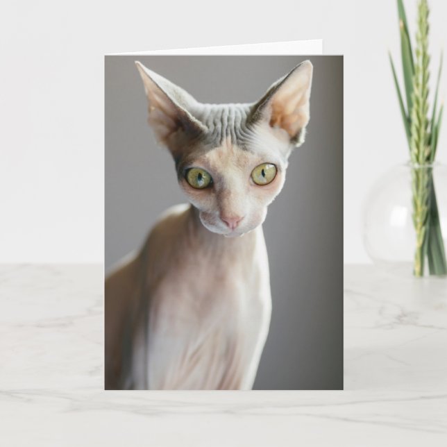Tarjeta Animales de bebé más afectados | Gato de esfinge (Anverso)