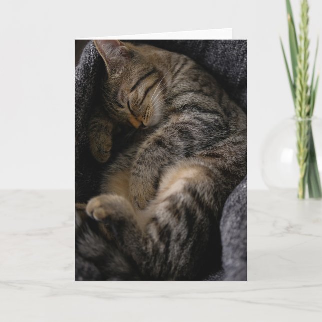 Tarjeta Animales de bebé más afectados | Gato de Tabby dur (Anverso)