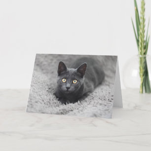 Tarjeta Animales de bebé más afectados Gato gris