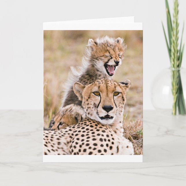 Tarjeta Animales de bebé más afectados | Gato y cubina gue (Anverso)