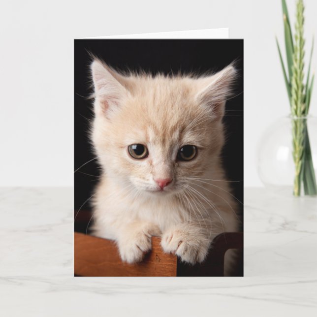 Tarjeta Animales de bebé más afectados | Ginger Kitten (Anverso)