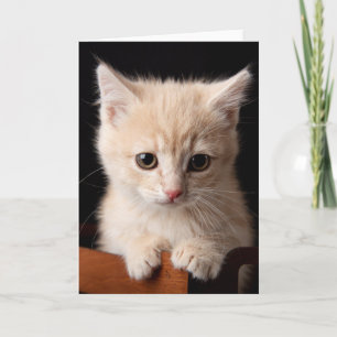 Tarjeta Animales de bebé más afectados   Ginger Kitten