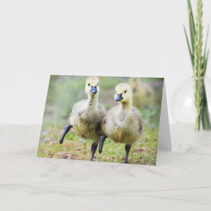 Tarjeta Animales de bebé más afectados Goslings Canadien