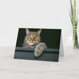 Tarjeta Animales de bebé más afectados Gris Tabby Cat Fa