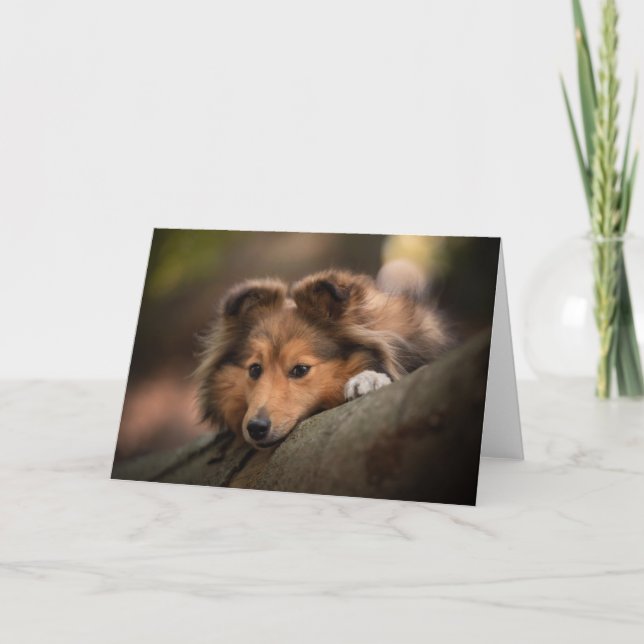 Tarjeta Animales de bebé más afectados | Hojas de ovino de (Anverso)