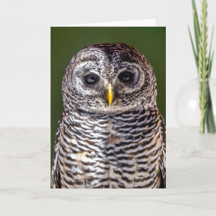 Tarjeta Animales de bebé más afectados   Lechuza Tawny
