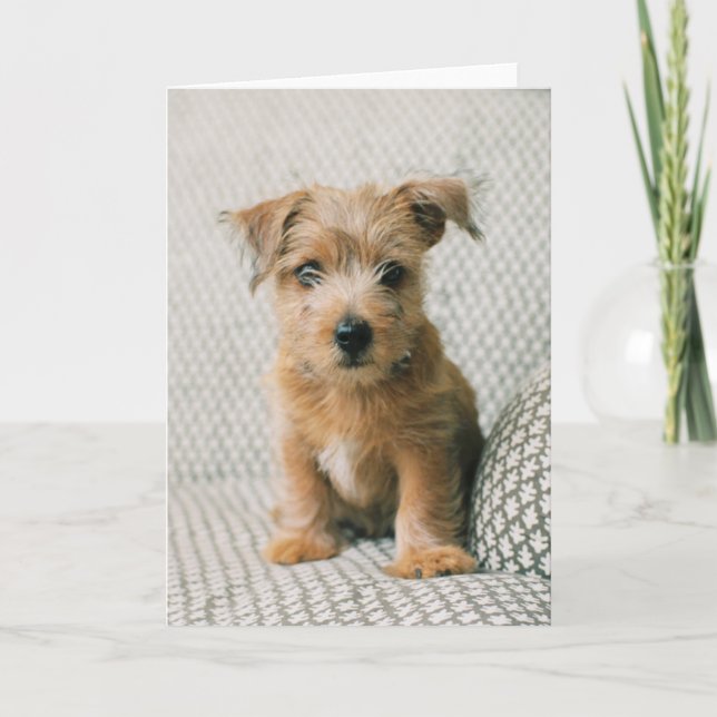 Tarjeta Animales de bebé más afectados | Norfolk Terrier P (Anverso)