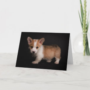 Tarjeta Animales de bebé más afectados Pequeño Corgi