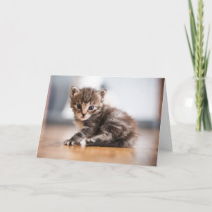 Tarjeta Animales de bebé más afectados Pequeño Gatito De