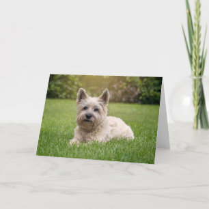 Tarjeta Animales de bebé más afectados Perro Cairn Terri