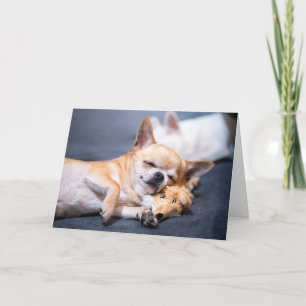 Tarjeta Animales de bebé más afectados   Perro Chihuahua d