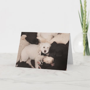 Tarjeta Animales de bebé más afectados Pila de cachorros