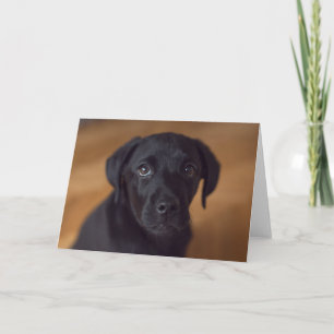Tarjeta Animales de bebé más afectados Puppy de Labrador