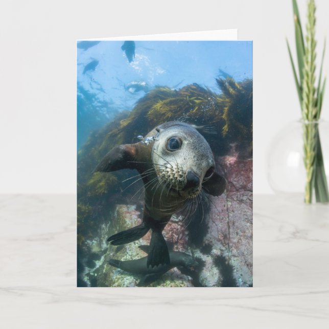Tarjeta Animales de bebé más afectados | Sello subacuático (Anverso)